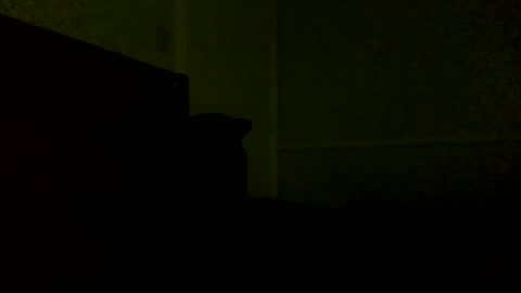 Snapshot of jamacianmehorny chatting on 02-21-25, 11:54 Jamacian online show from 02-21-25, 11:54