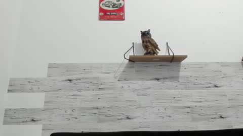 Jaycreedd online show from 10-10-25, 01:48