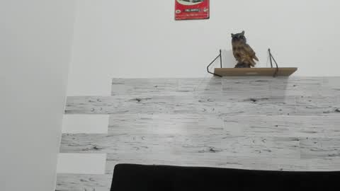 Jaycreedd online show from 11-07-25, 04:01