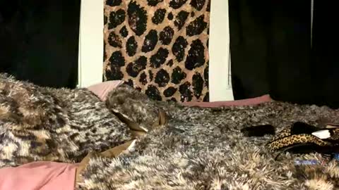 jeddahdolly online show from 11-28-25, 12:24