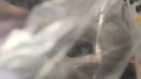 Snapshot of jojobrauer chatting on 10-31-25, 05:03 jojobrauer online show from 10-31-25, 05:03