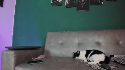 KarolSweet online show from 03-26-26, 10:37