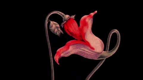 katsuro online show from 03-02-25, 09:11