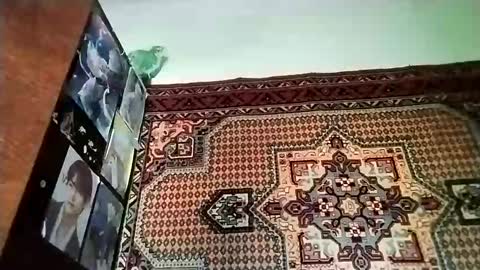 kikibang_ online show from 11-20-25, 08:14