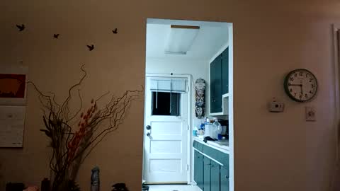 lacybell online show from 03-08-25, 11:37