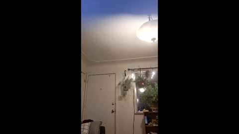 lacybell online show from 05-10-26, 04:39