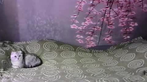 lamarsitoo online show from 02-06-25, 02:11