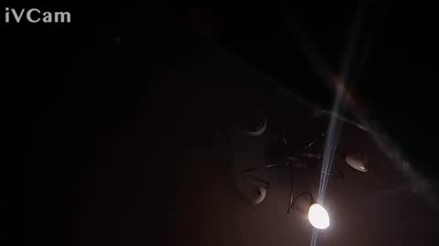 laydayy online show from 01-12-26, 10:37