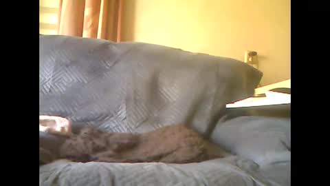 lion160868 online show from 05-07-26, 08:09