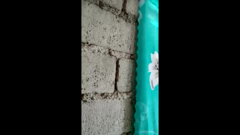 Snapshot of maicajee chatting on 05-06-26, 11:21 maicajee online show from 05-06-26, 11:21