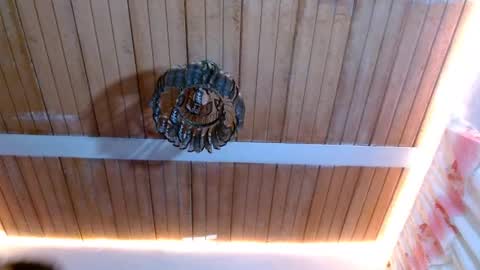 Bella Maidi online show from 02-22-25, 12:08