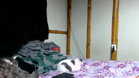 Mia  Sam online show from 06-25-26, 02:33