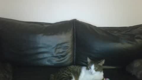 Snapshot of milagaborxx chatting on 01-16-26, 07:18 MilaGabor online show from 01-16-26, 07:18