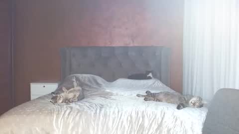 Misha online show from 01-31-26, 07:11