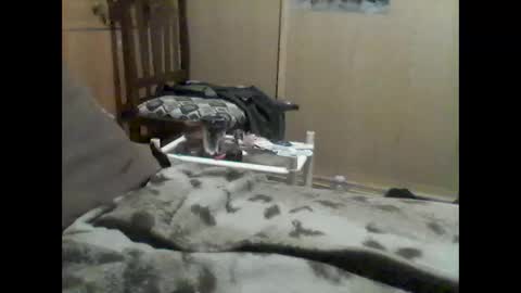 mrfumao online show from 06-09-26, 12:33