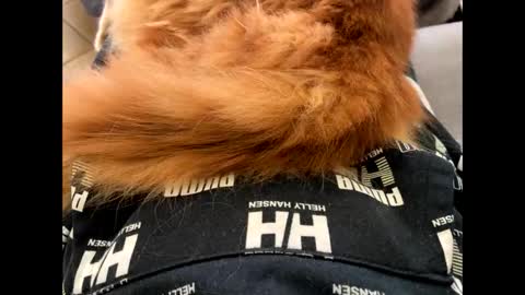 oggs48 online show from 11-01-25, 01:46