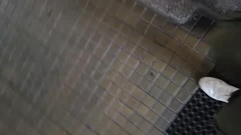 paulobascet online show from 01-11-25, 10:08