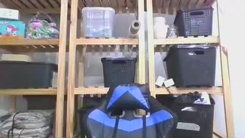 perroar online show from 02-07-26, 06:11