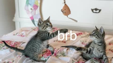 Kitty online show from 11-06-25, 12:22