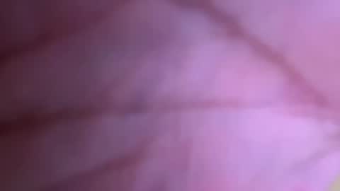 Snapshot of pistolpete9891 chatting on 01-25-25, 08:42 pistolpete9891 online show from 01-25-25, 08:42