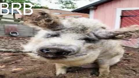 QUEEN OF EVIL online show from 03-12-25, 05:35