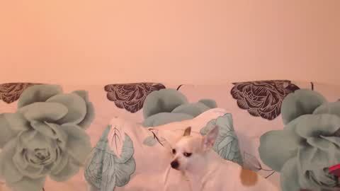 riri_mojo_92 online show from 11-25-25, 10:32