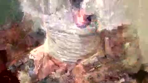 samboiamtho online show from 11-01-25, 01:07