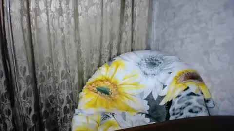 secretcandy222 online show from 03-01-25, 02:44