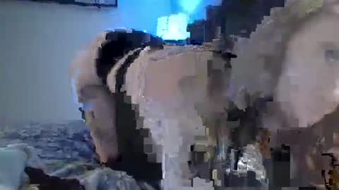 Snapshot of sexxileeah chatting on 01-25-25, 04:23 sexxileeah online show from 01-25-25, 04:23