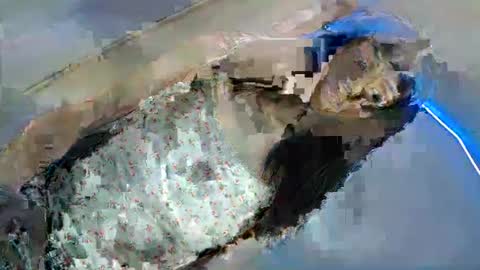 Snapshot of shanegreents chatting on 03-08-25, 04:23 bini aiah online show from 03-08-25, 04:23