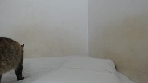 sirajones online show from 02-25-25, 12:47