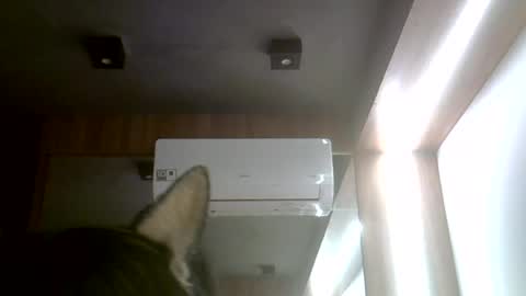 skinnykittencam online show from 07-20-26, 11:45