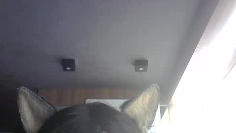 skinnykittencam online show from 07-31-26, 03:39