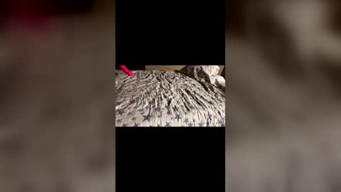 Stony online show from 12-21-25, 11:28