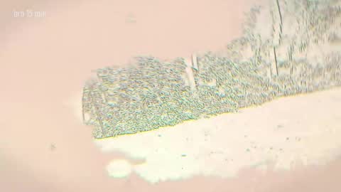 Snapshot of taanni_bc chatting on 04-05-26, 11:13 TAANNI online show from 04-05-26, 11:13