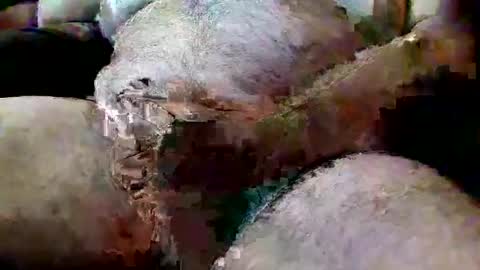 ThiccD online show from 07-13-26, 06:55