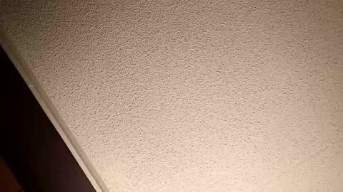 treedude303720 online show from 10-20-25, 10:54