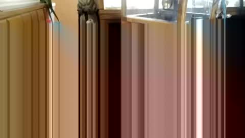 trypodman online show from 12-25-24, 03:49