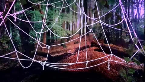 Jessie online show from 10-28-25, 08:00