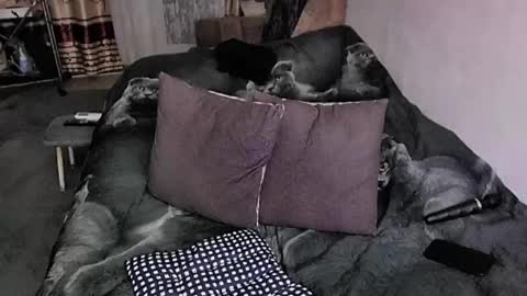 Lana online show from 11-20-25, 09:58