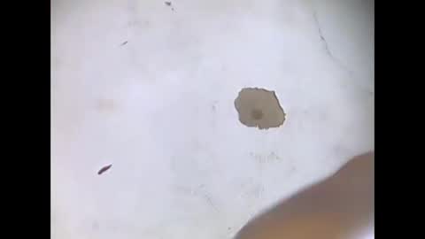 veloanthonia online show from 09-13-25, 06:35