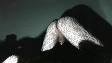 Virgowithabig online show from 01-13-25, 11:30