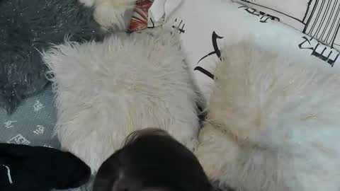 Vit a Viper online show from 09-30-25, 11:32