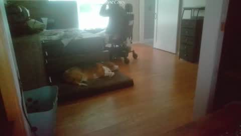 WayneCotty online show from 07-16-26, 04:24