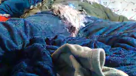 Snapshot of wilbur1440 chatting on 01-14-25, 11:16 my cock is soft share your cam online show from 01-14-25, 11:16