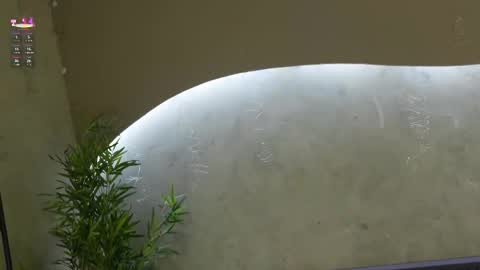 Ms Willow online show from 03-21-26, 11:48