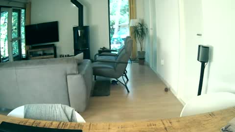 woodwurm and Snoeske online show from 06-19-26, 05:34