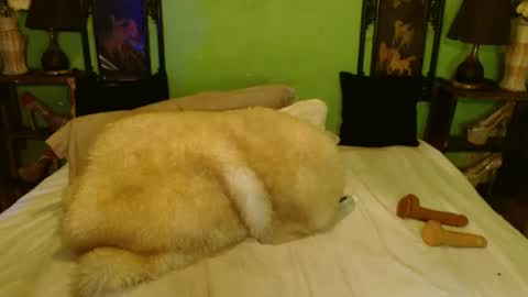 PAMPAM online show from 02-28-25, 07:46