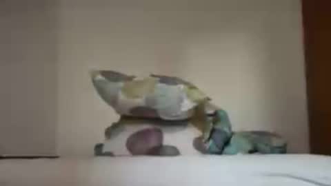 zkopa1234 online show from 06-18-26, 01:48