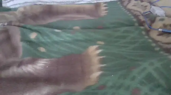 Snapshot of zorritasuperhot chatting on 02-09-25, 05:33 zorritasuperhot online show from 02-09-25, 05:33